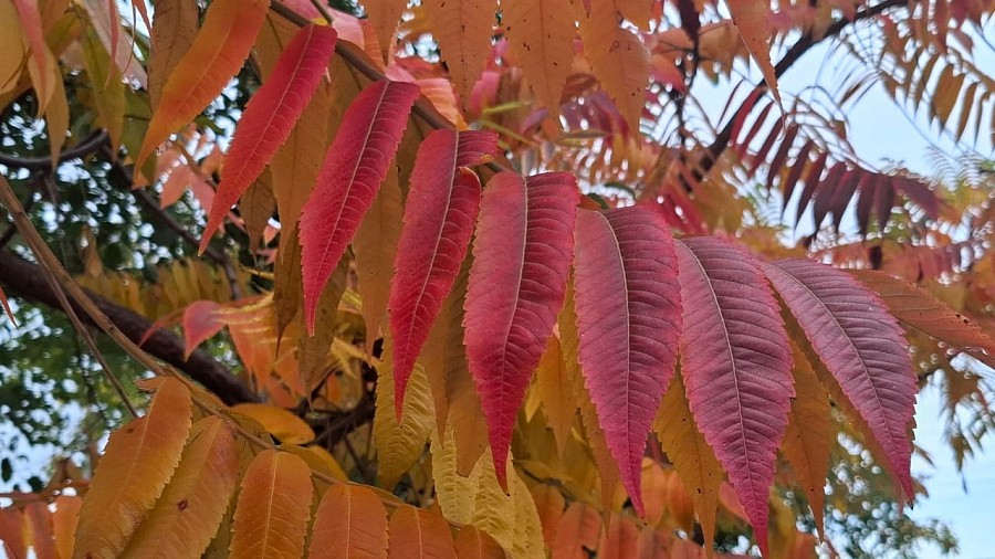 На Кубани ноябрь 2025 будет аномально теплым