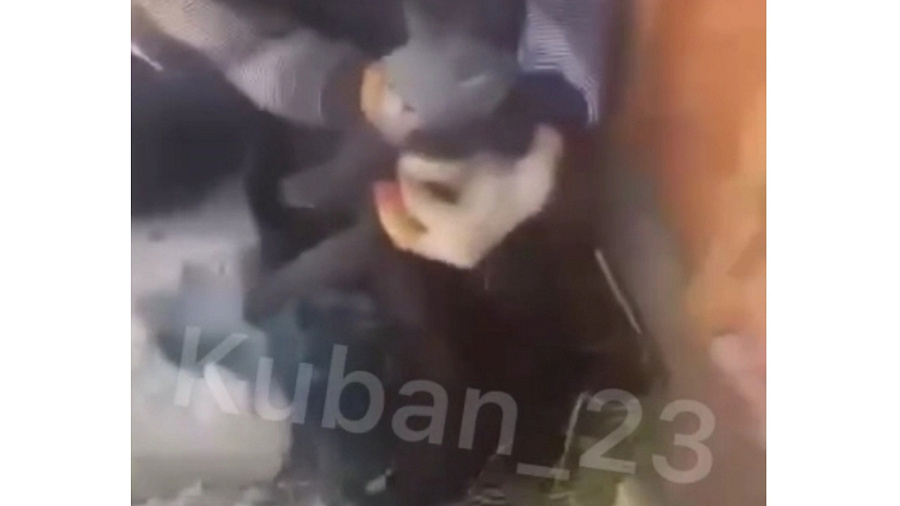 В Краснодарском крае жители спасли застрявшего под бетонным блоком кота 