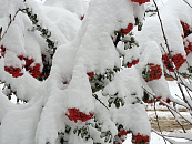 Кубань стала лидером по зимним осадкам на Юге России