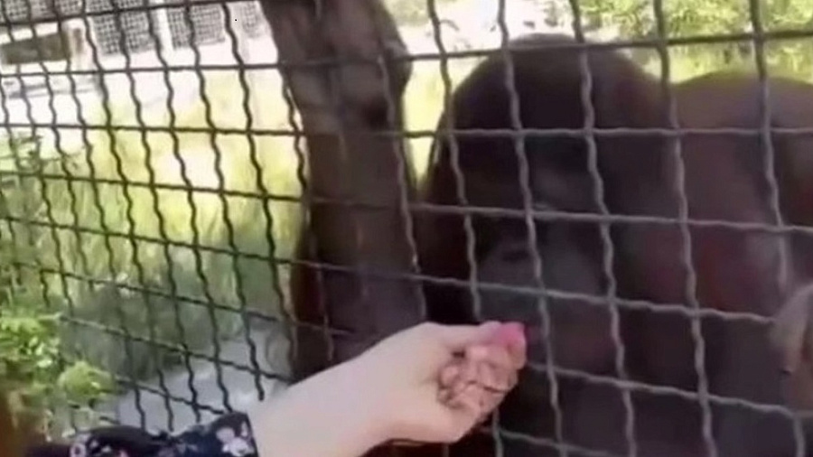 Спортсменка из Пятигорска дала орангутану вейп в парке «Тайган» и вызвала бурю в соцсетях