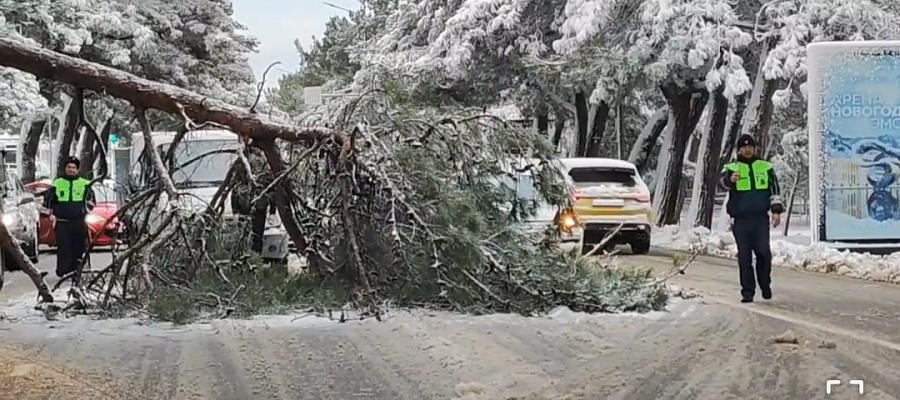 Упавшее на Геленджикском проспекте дерево перекрыло дорогу