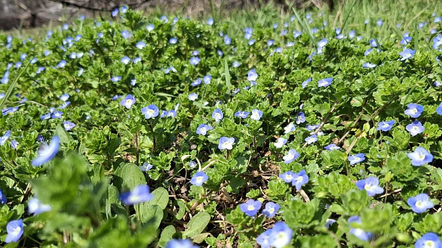 На Кубани 19 марта потеплеет до +20 градусов