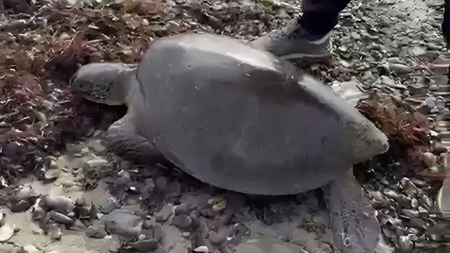 Экзотическую морскую черепаху из тропиков ищут в Туапсинском округе