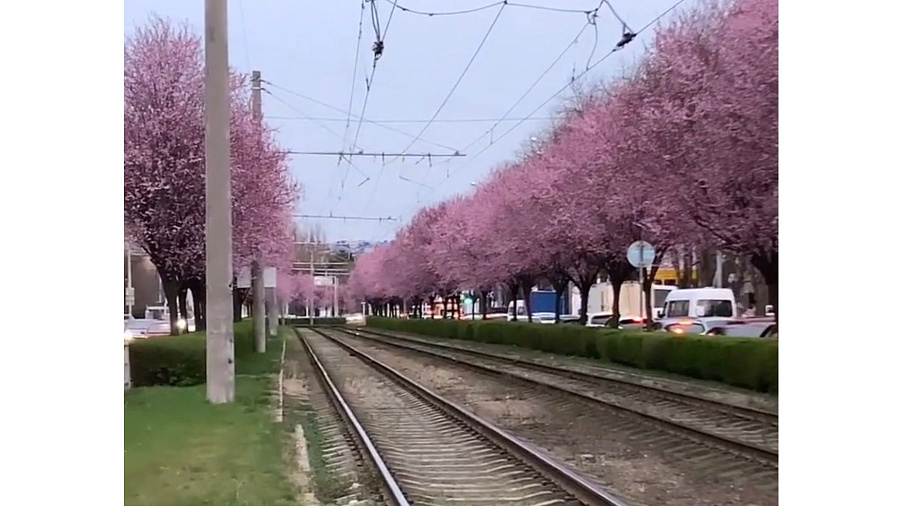 Центр Краснодара, утопающий в розовом японском великолепии, восхитил пользователей Сети. Видео