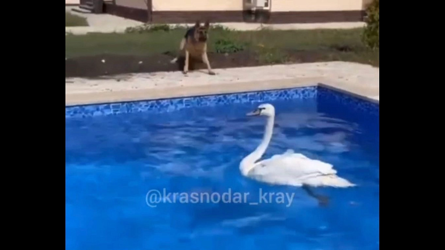 Лебедь, поселившийся в Краснодаре в частном бассейне, удивил пользователей Сети