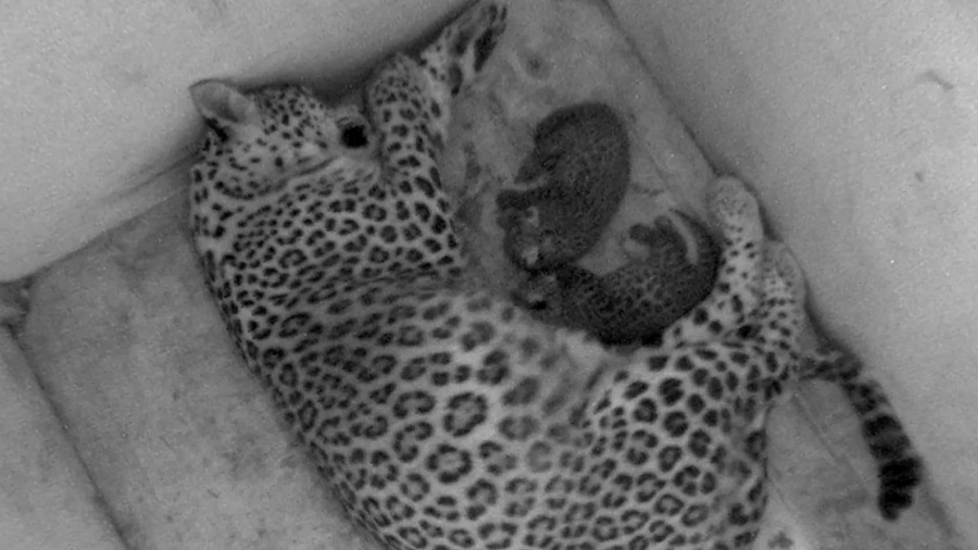 В Сочинском нацпарке показали самку леопарда с новорожденными котятами. Видео
