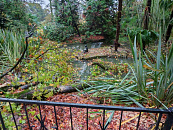 130-летнее дерево обрушилось в сочинском Дендрарии