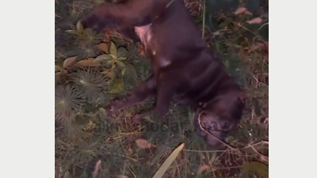 «Выбросили в окно!»: в Краснодаре возле многоквартирного дома нашли мертвого щенка шарпея