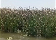 Полчища саранчи атаковали Славянск-на-Кубани