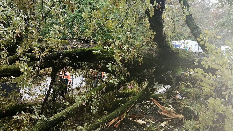 Проезд по трассе Джубга-Сочи перекрыли из-за упавшего дерева