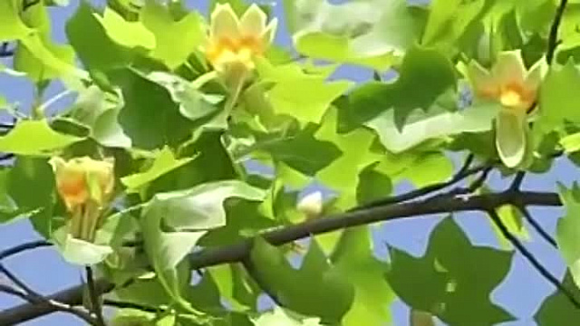 В парке Галицкого в Краснодаре зацвело тюльпановое дерево