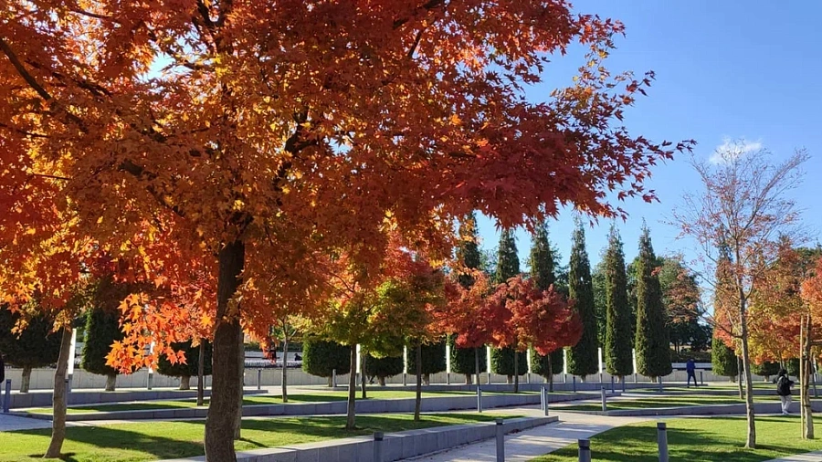 Аномальное ноябрьское тепло в Краснодаре пробило 43-летний максимум