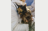 Пострадавшую при крушении самолета в Ейске беременную женщину выписали из больницы