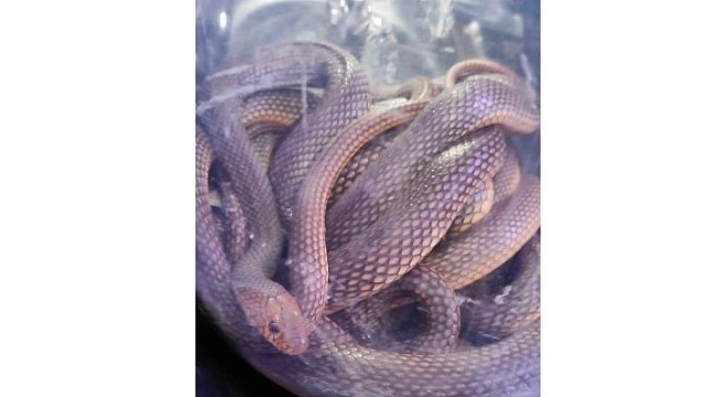 В Краснодарском крае в подвале частного дома обнаружили змеиное логово