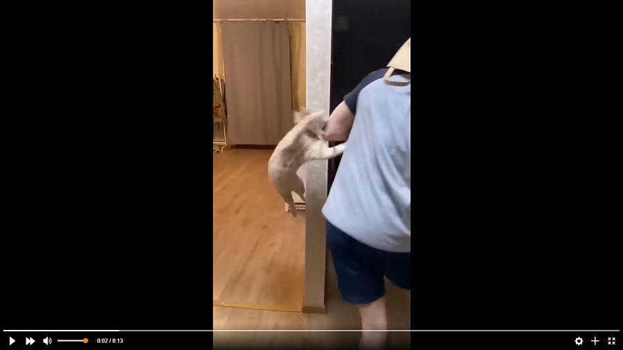 Эффектная погоня кота за хозяином удивила пользователей Сети