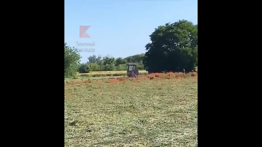 В Краснодаре техника уничтожила маковое поле, которое горожане вытоптали во время фотосессий (ВИДЕО)