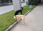 Бастрыкин запросил доклад об участившихся нападениях бездомных собак на людей в Краснодаре