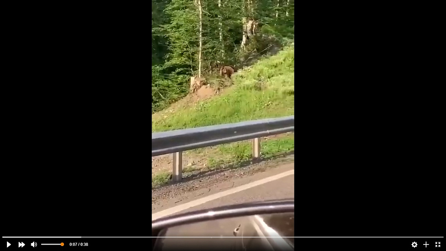 В горах Сочи автомобилисты сняли на видео медведицу с медвежатами