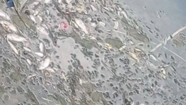 В Сочи многочисленные туши мертвой рыбы разлагаются в водоеме, соединенном с морем 