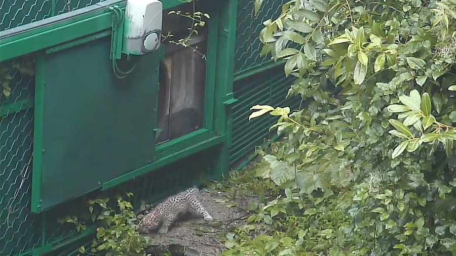 В Сочинском национальном парке 2-месячный малыш леопарда сбежал из вольера, пока его мать спала. Видео 