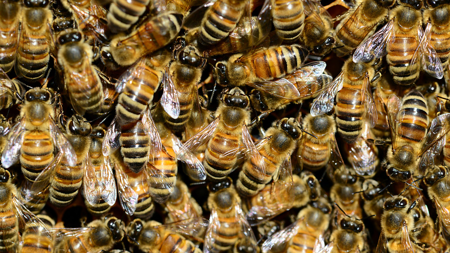 В Краснодарском крае после массовой гибели пчел возбудили уголовное дело