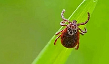 Клещи проснулись раньше срока в Краснодарском крае