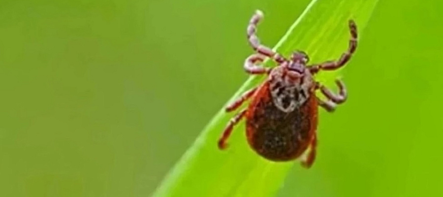 Клещи проснулись раньше срока в Краснодарском крае
