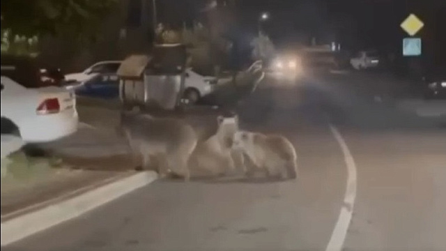 В Сочи на Красной Поляне сняли на видео трех медведей