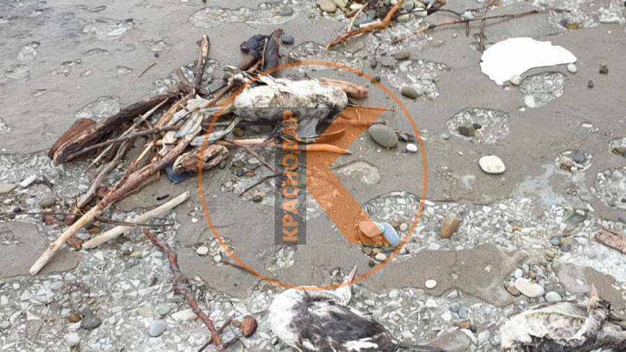 На пляже под Геленджиком обнаружили туши мертвых птиц 