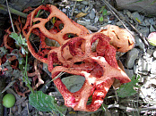 В заповеднике «Утриш» под Анапой студенты МГУ обнаружили редкие грибы ежовик коралловидный и решеточник красный