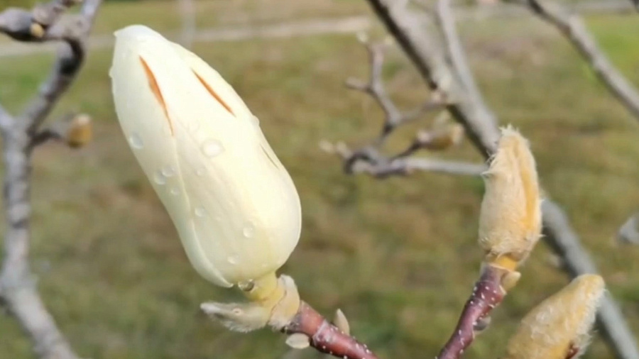 В Сочи в январе распустились финиковая пальма, цветущая осенью, и магнолия обнаженная. Видео