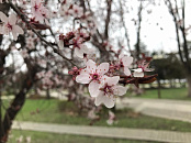 В Краснодаре и крае в начале недели ожидается неустойчивая погода: дожди, грозы, туман с дневным прогревом до +16°С