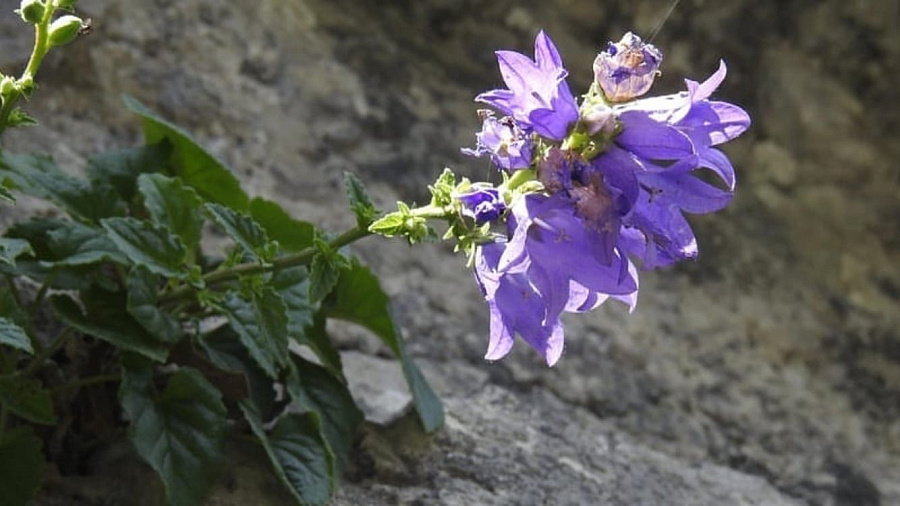 В Национальном парке Сочи рассказали о цветении редчайшего колокольчика на планете