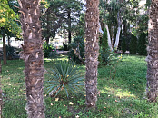 В Сочи, а также на курортах Кубани 17 ноября установится ясная и тёплая погода с порывами южного ветра