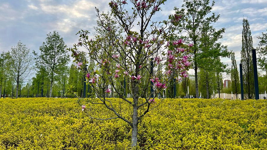 В Краснодаре и крае в начале недели погода возьмёт курс на дожди и туман при ветре до 24 м/с