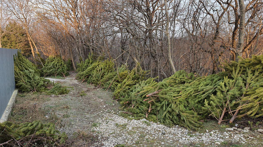 «Кладбище» выкинутых после Нового года елок обнаружили в Новороссийске