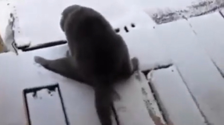 Видео с краснодарским котом, падающим из-за снега, рассмешило пользователей Сети