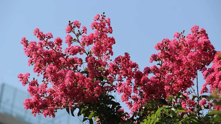 В Национальном парке Сочи распустился «божественный цветок» 