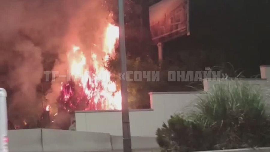 Охваченное огнем дерево вдоль федеральной трассы в Сочи попало на видео