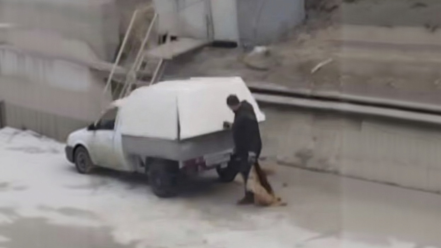 В Новороссийске проверяют информацию про массовый отстрел бродячих собак