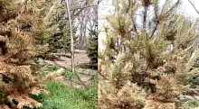 Власти Краснодара назвали причину гибели деревьев на Николаевском бульваре 