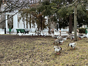 В Краснодаре и крае 27 февраля ожидается опасная погода с осадками, гололедицей и штормовым ветром