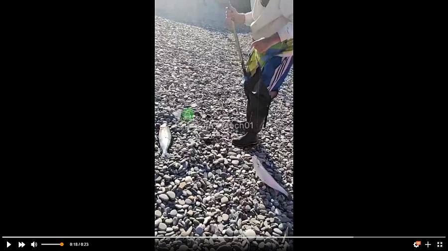 В Сочи сняли на видео, как рыбаки снова ловят форель, сбежавшую с местной фермы