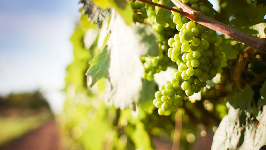 В Краснодарский край не пустили 37 тонн зараженного винограда из Турции