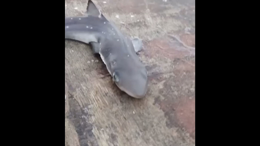 «Для тех, кто не верит»: житель Сочи показал акулу, пойманную у берегов Черного моря. Видео