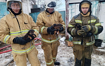 В Курганинском районе под завалами после пожара нашли щенков 