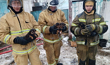 В Курганинском районе под завалами после пожара нашли щенков 
