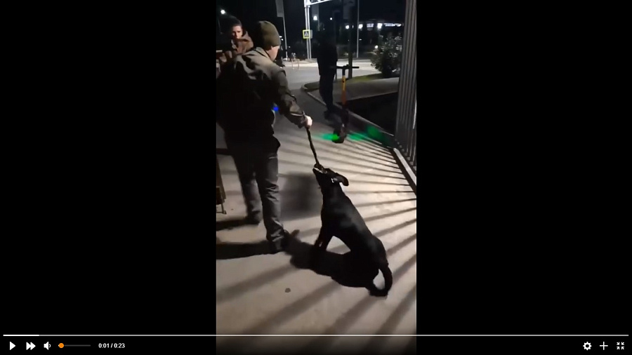 В Сириусе сняли на видео, как охранник отеля на глазах прохожих душил собаку ремнем