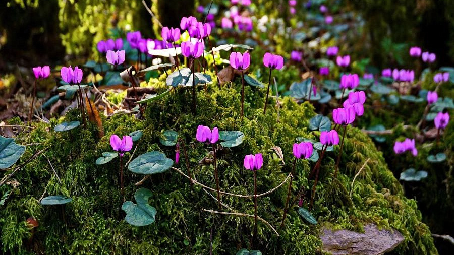 В Сочинском нацпарке распустились первоцветы-«розовые бабочки» 