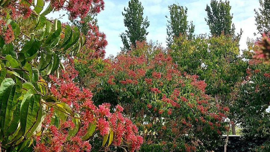 Осенняя сирень. В парке «Краснодар» кустарник гептакодиум окрасился в ярко-малиной цвет